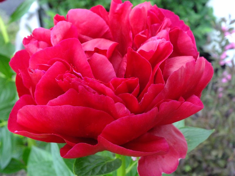 peony14j (2)